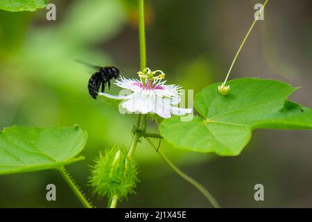 Galapagos carpenter bee (Xilocopa darwini) visiting native passionflower (Passiflora foetida) in photographer Tui De Roy's garden, Santa Cruz Island, Stock Photo