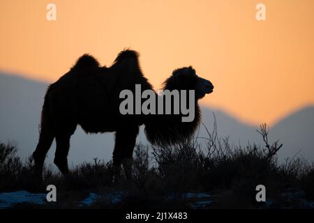 Bactrian camel (Camelus bactrianus) male silhouetted at sunset, living in the wild but owned by a camel herdsman, Turpan Basin, Gobi Desert, Xinjiang, Stock Photo