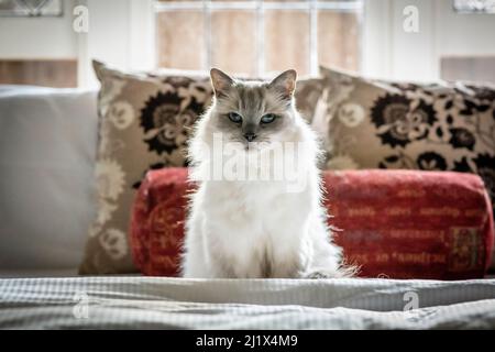 Portrait of domestic ragdoll cat , male 'Shiloh' age 13 on a bed. Brighton, Victoria, Australia. Stock Photo