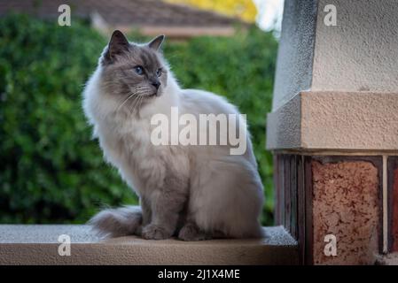 Portrait of domestic ragdoll cat , male 'Shiloh' age 13 on a verandah, looking out.Brighton, Victoria, Australia. March, Stock Photo