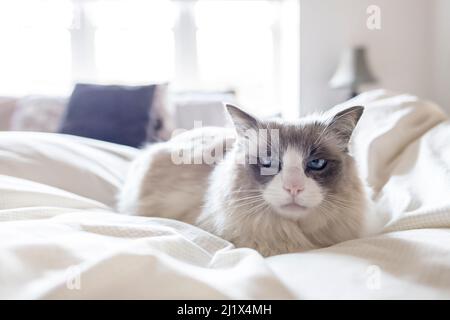 Portrait of male 12 year old domestic cat , ragdoll breed, bicolour, named Magellan, sitting on bed. Victoria, Australia. Stock Photo