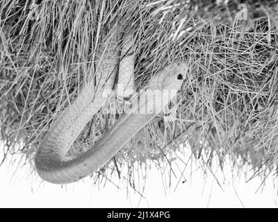 A Cape Cobra hunting for birds in a Sociable Weavers nest in the Kalahari, South Africa Stock Photo