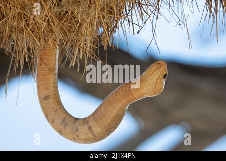 A Cape Cobra hunting for birds in a Sociable Weavers nest in the Kalahari, South Africa Stock Photo