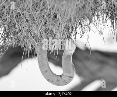 A Cape Cobra hunting for birds in a Sociable Weavers nest in the Kalahari, South Africa Stock Photo