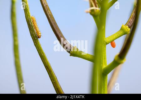 Orange-tip butterfly (Anthocharis cardamines) egg and newly-emerged caterpillar on seed pod of Garlic Mustard (Alliaria petiolata). Peak District Nati Stock Photo