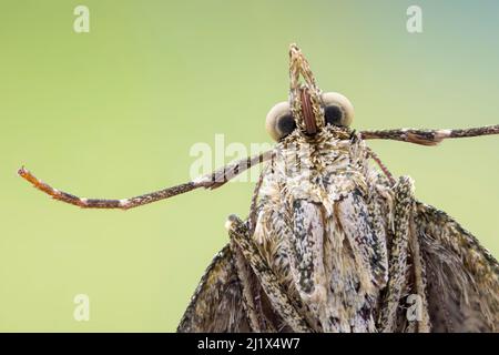 Red-green carpet moth (Chloroclysta siterata), underside of individual resting on a window. Peak District National Park, Derbyshire, UK. April. Focus Stock Photo