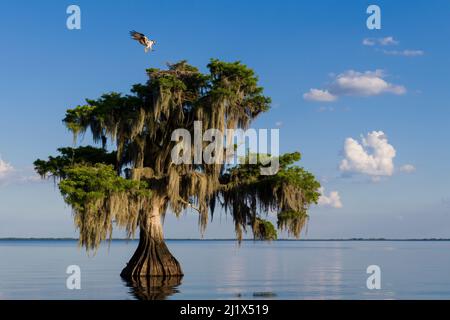 Osprey (Pandion haliaetus) landing at its nest in a Bald cypress tree (Taxodium distichum) draped with epiphytic Spanish moss (Tillandsia usneoides). Stock Photo