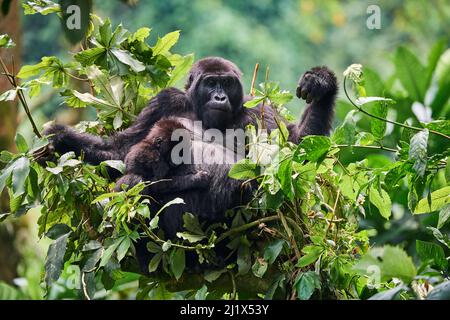 Mountain gorilla (Gorilla beringei) mother with one month baby feeding in tree. Member of Katwe group. Bwindi Impenetrable Forest National Park, Ugand Stock Photo