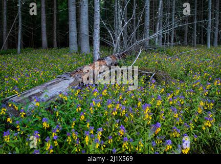 Wood cow-wheat (Melampyrum nemorosum) in bloom in Karula National Park, Valgamaa county,Southern Estonia. Stock Photo