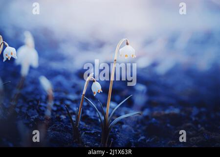 Beautiful small delicate flowers of snowdrops with white petals bloom in early spring on a sunny warm day. Nature in March. Stock Photo