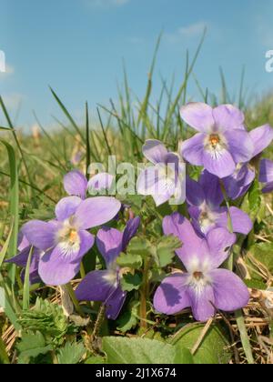 Hairy violet (Viola hirta) clump flowering in a chalk grassland meadow, Wiltshire, UK, March. Stock Photo
