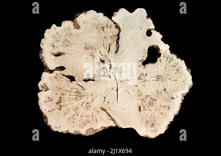 Slose up of solid countertop. Wood surface cross section of walnut tree. Live slab on black. Wooden table with epoxy resin filling Stock Photo