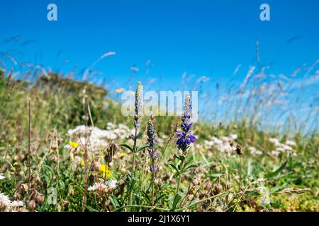 Spiked speedwell Veronica spicata growing on the slopes on Great Ormes head Llandudno North Wales Stock Photo