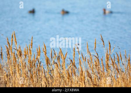 Couple of common pochards (Aythya ferina) blurred with reeds in the background. Laguna de Gallocanta, Zaragoza, Aragon, Spain, Europe. Stock Photo
