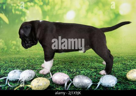 Black and white American Staffordshire Terrier puppy with Easter eggs Stock Photo