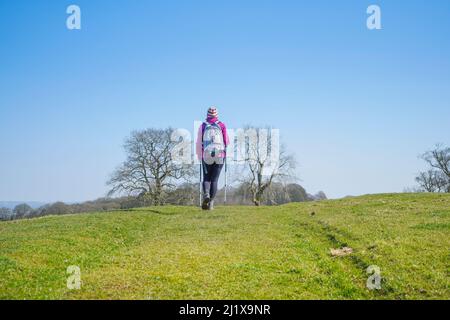 Rear view of female hiker/ rambler with walking poles & rucksack, rambling across green hills in UK countryside on sunny spring day. Useful copy space Stock Photo
