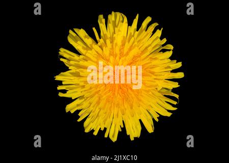 Close-up of flower of Common dandelion isolated on black Stock Photo