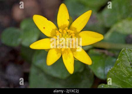 Lesser celandine, a beautiful yellow flower in early spring Stock Photo