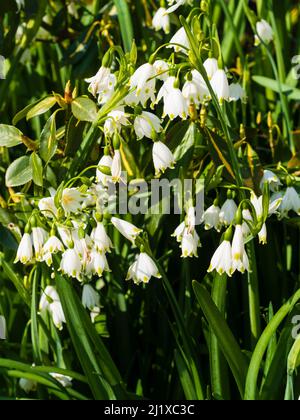 Yellow tipped white blooms of the hardy spring flowering summer showflake bulb, Leucojum aestivum 'Gravetye Giant' Stock Photo
