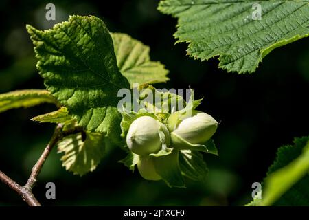 Hazelnuts ripening on Hazeltree Corylus avellana Stock Photo