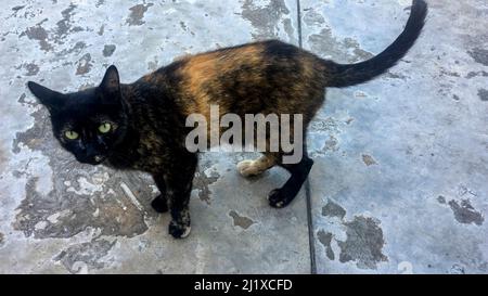 portrait of brown and black cat Stock Photo