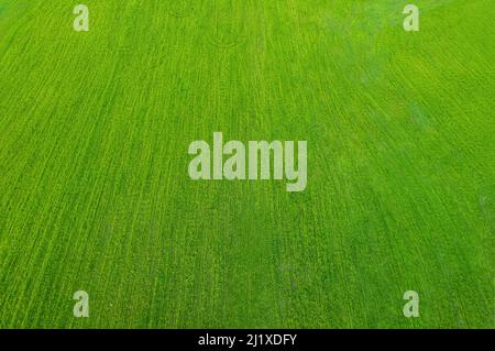 Field of green grass view from above. Minimalistic drone landscape Stock Photo