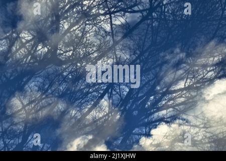abstract with clouds and trees Stock Photo