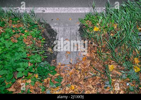 Looking down on wet leaves and grass on the empty roadside. Stock Photo