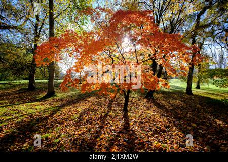 A small woodland glade lit by a beam of sunlight in the dark forest. Stock Photo