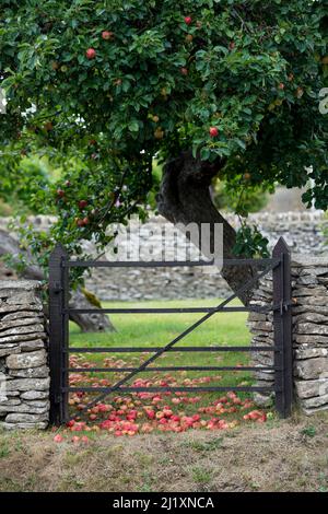 Red apples lying on the grassy ground in a small rural orchard set behind a stone wall with old iron fence and gate. Stock Photo
