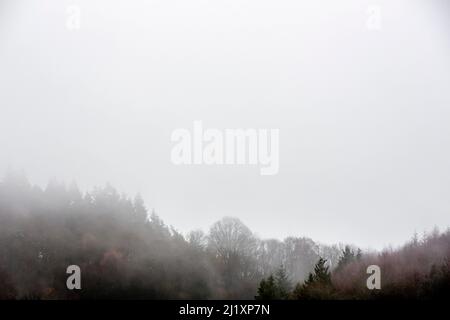 leafless winter trees shrouded in mist and fog Stock Photo - Alamy