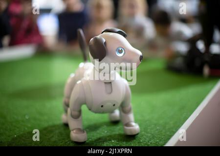 Robot dog stand on the green floor. Stock Photo