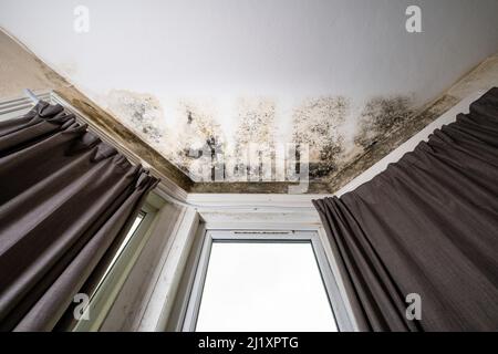 Terrible damp and mold on the walls and ceiling of a rented house covering the front room. Stock Photo