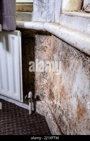 Terrible damp and mold on the walls and ceiling of a rented house covering the front room. Stock Photo