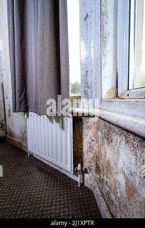 Terrible damp and mold on the walls and ceiling of a rented house covering the front room. Stock Photo