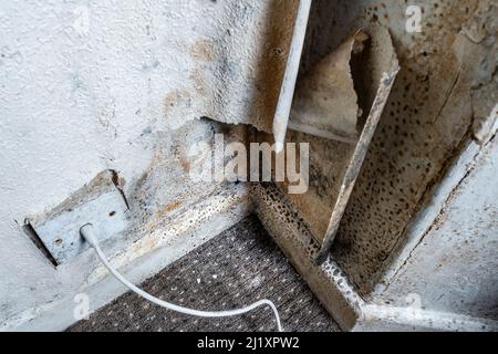 Terrible damp and mold on the walls and ceiling of a rented house covering the front room. Stock Photo