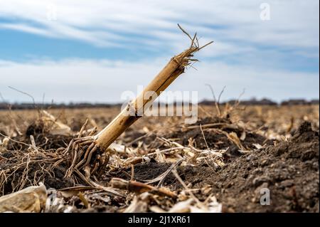 Corn field after harvest with strewn stover over disced soil. Stock Photo