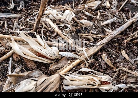 Corn field after harvest with strewn stover over disced soil. Stock Photo