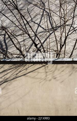 A leafless tree casting shadows on a plain wall and side of a nearby building. Stock Photo