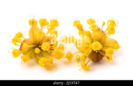 Dogwood flowers isolated on white background Stock Photo