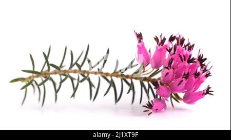 Purple heather flowers isolated on white background Stock Photo