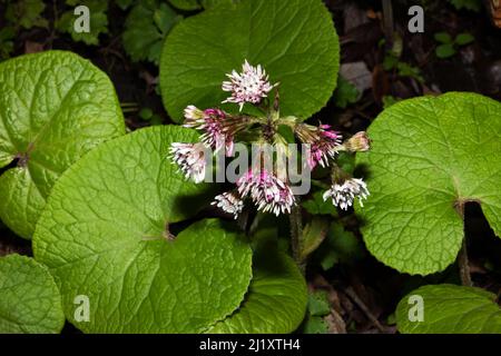 Petasites pyrenaicus (winter heliotrope) is native to the Mediterranean region but has now become naturalized in the UK. It was introduced in 1806. Stock Photo