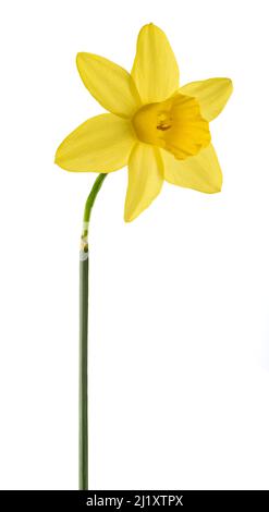 Yellow Daffodil flower isolated on white background Stock Photo