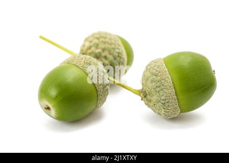 Common oak  acorns isolated on white background Stock Photo