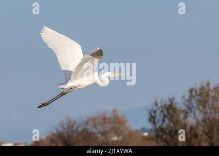 Great Egret (Egretta alba) in fly Stock Photo