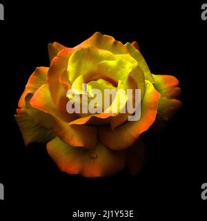 Orange rose on black background Stock Photo