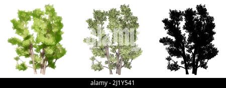 Set or collection of Common Hazel trees, painted, natural and as a black silhouette on white background. Concept or conceptual 3d illustration for nat Stock Photo