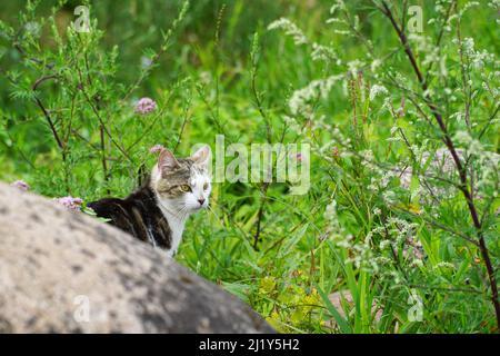 Tabby and white domestic cat explors in green summer garden. Suitable for animal, pet and wildlife themes. Stock Photo