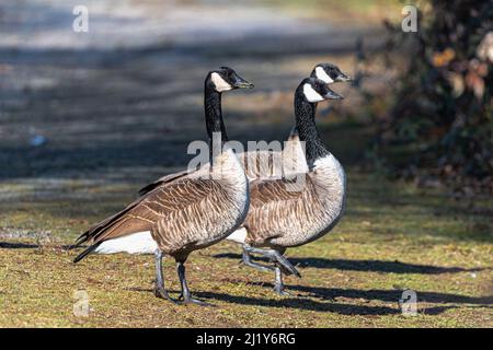 Three Canada Geese (Branta canadensis) on the Watch Stock Photo