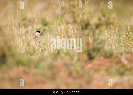 Crowned lapwing (Vanellus coronatus) foraging in a dry meadow of the Nairobi national park. Stock Photo